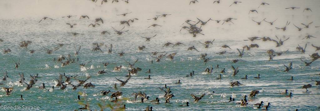 Lesser Scaups by Margie-S is licensed under CC BY-NC 2.0.
